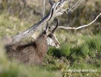 images/chamois/chamois-17-mai-2014-13 copie.jpg